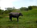 BUFALA 400 KILOS DE DOS ANOS