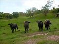BUFALAS MURRAH COLOMBIA