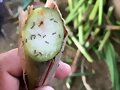 PASTOS DE CORTE ATAQUE CLIMA CALIENTE