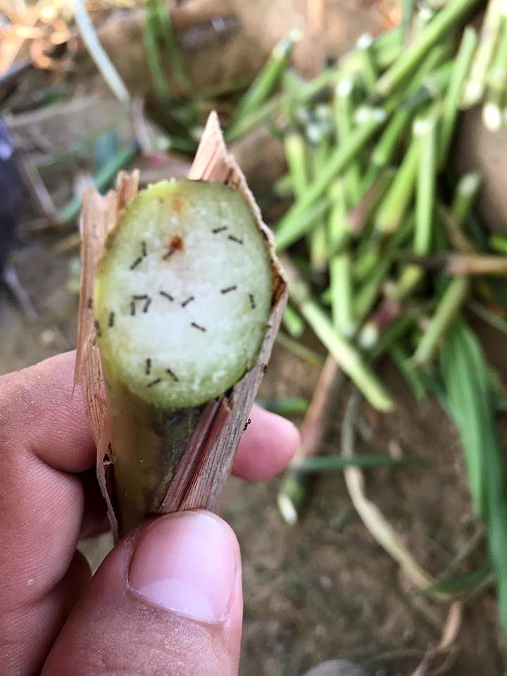 PASTOS DE CORTE ATAQUE CLIMA CALIENTE