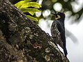 AVISTAMIENTO AVES CHINCHINA CALDAS