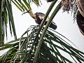 AVISTAMIENTO AVES EN CALDAS COLOMBIA