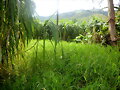PASTO RODAS PARA EQUINOS