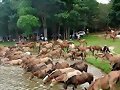 EQUINOS ALIMENTADOS CON PASTO RODAS
