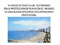 PASTO VETIVER, SIEMBRA CARTAGENA