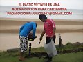 SIEMBRA PASTO VETIVER