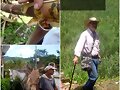CANA FORRAJERA EN BOVINOS