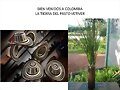 PASTO VETIVER
