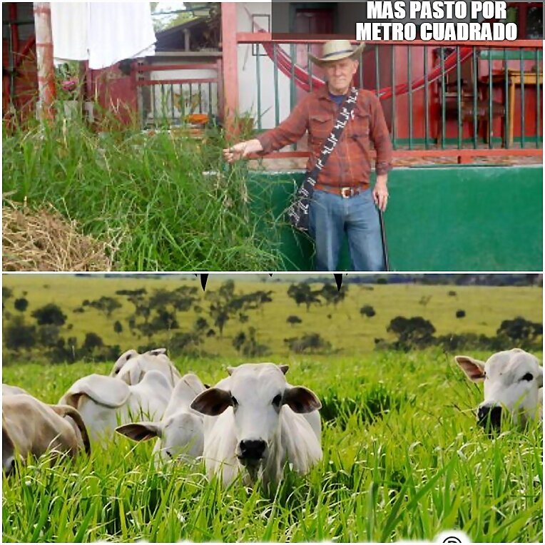 PASTOS Y FORRAJES