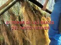 PASTO VETIVER DESCONTAMINA AGUAS