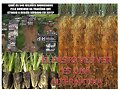 PASTO VETIVER