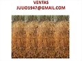 PASTO VETIVER