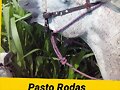 GANADERIA COLOMBIANA