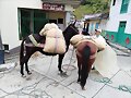 GANADERIA COLOMBIANA
