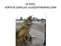 PASTO VETIVER