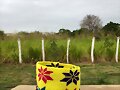 WAYUU