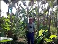 VENTA DE FORRAJERAS TROPICALES