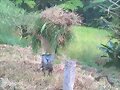 ESTRELLA AFRICANA VENTAS 3137309087 COLOMBIA
