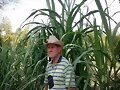 semilla del pasto rodas, EN COLOMBIA