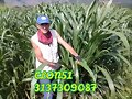 PASTOS DE CORTE, CLON 51 Y RODAS