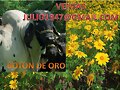 BOTON DE ORO