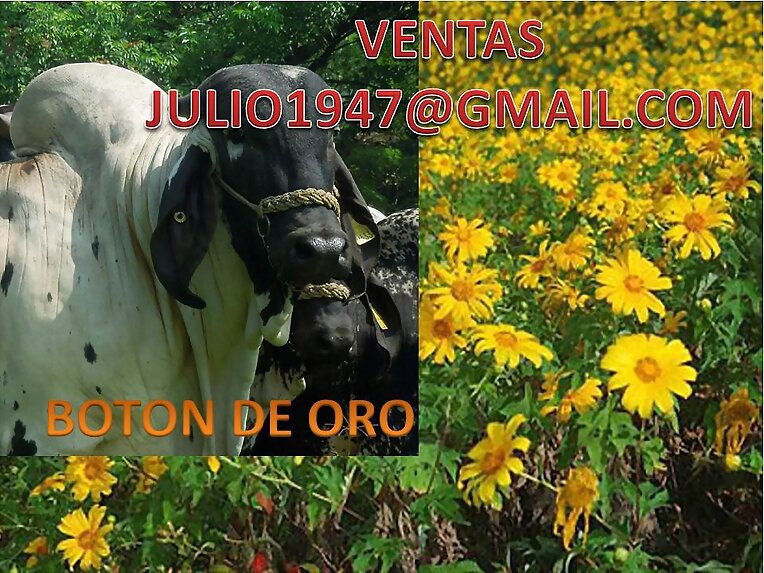 BOTON DE ORO