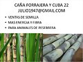 CA&Ntilde;A FORRAJERA PARA GANADOS