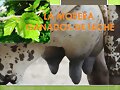 MORERA PARA GANADOS DE LECHE