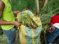 VETIVER,