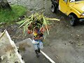 PASTO RODAS SEMILLA