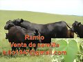 RAMIO PROTEINA EN GANADOS