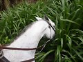 PASTO RODAS EQUINOS