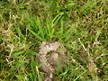 BOSTAS EN FERTILIZACION DE PASTOS