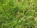 BOSTAS EN FERTILIZACION DE PASTOS
