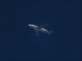 Boeing B747 Cargo Freighter