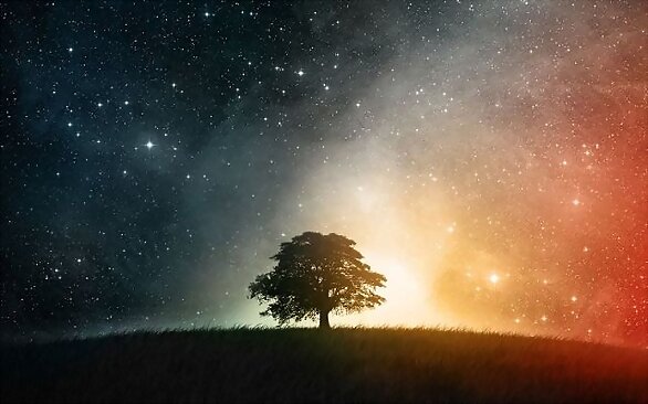MI ARBOL