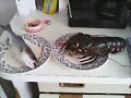 MARISCO Y PESCADO