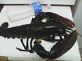 BOGAVANTE DE 2,700 KG