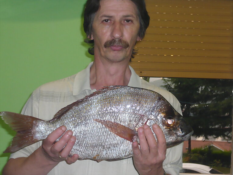 SARGO REAL 2,300 KG