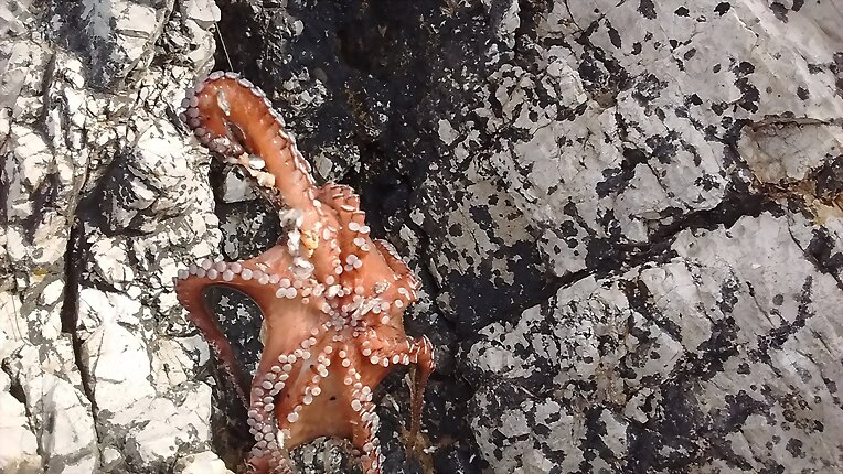 A veces pica el pulpo