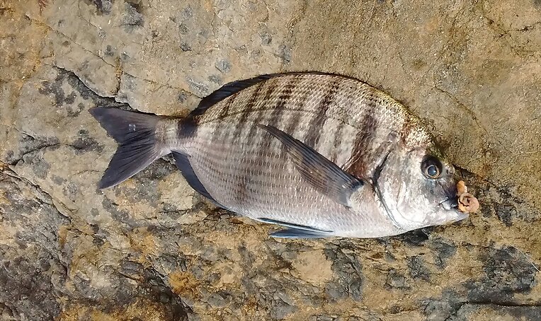 SARGO DE 900 Gr