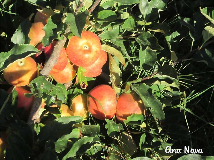 ricas manzanas