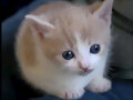 Lindo gatito