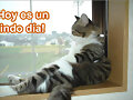 Lindo gatito