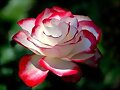 bellas rosa