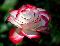 bellas rosa
