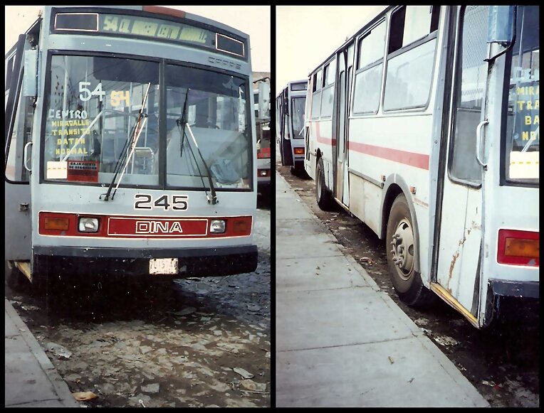 Dina Capre No.245