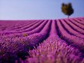 La lavanda