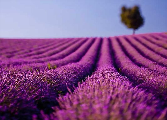 La lavanda