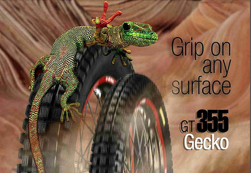 geko